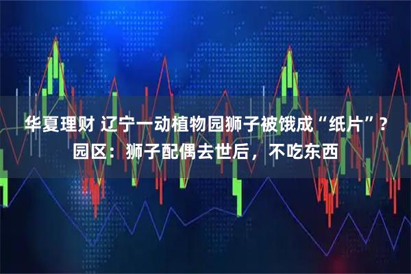 华夏理财 辽宁一动植物园狮子被饿成“纸片”？园区：狮子配偶去世后，不吃东西